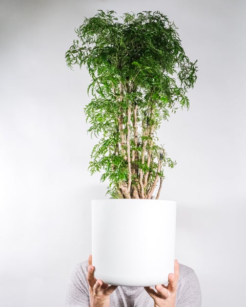 Bloomique - 2er-Set Polyscias - Fabian & Fruticosa - Aralie - Tierfreundlich - Zimmerpflanzen - 50-70 cm Hoch - Topf 17 cm