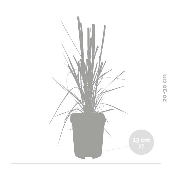 4x Cortaderia Pumila - Pampasgras - Ziergräser - Winterhart - ⌀13 cm - 20-30 cm