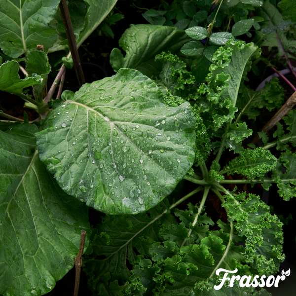 Frassor Logo auf gesunden Kohlblättern und Grünkohl mit Wassertropfen im Garten.