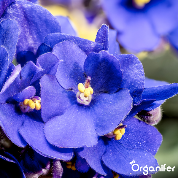 Nahaufnahme von blauen Veilchen mit gelber Mitte und Organifer Logo.
