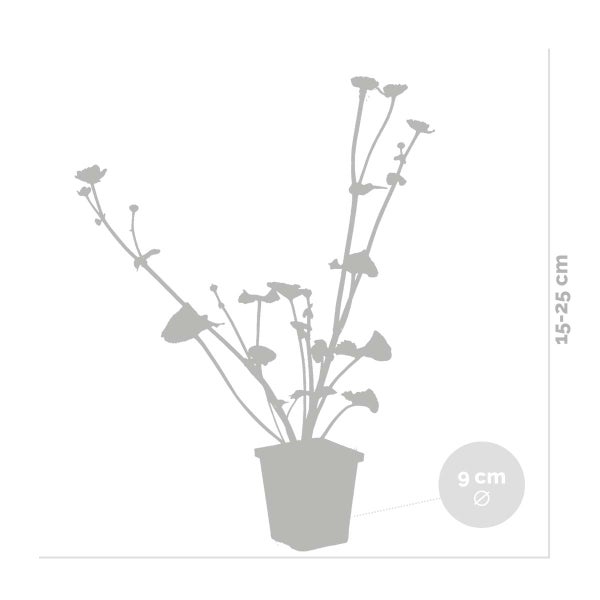 Caltha Palustris – Ringelblume – Teichpflanze – Pflegeleicht – Zone 1-2 – ⌀09 cm – ↕15-25 cm