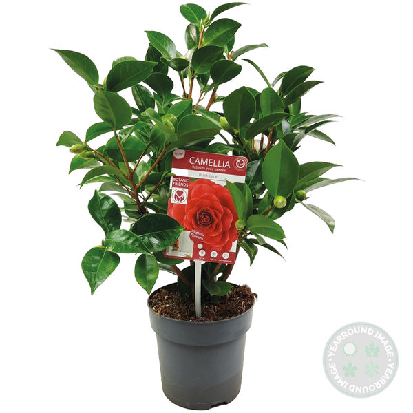 Camellia japonica 'Black Lace' - Japanische Rose - Strauch - Immergrün - ⌀15 cm - ↕30-35 cm