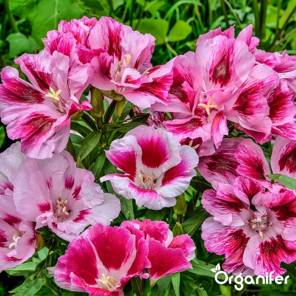 Nahaufnahme von rosa-weißen Blüten der Sommermalve mit Organifer Logo.