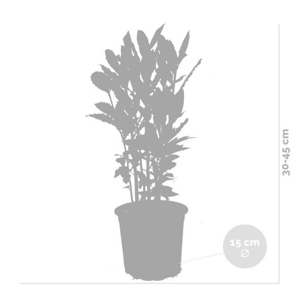2x Laurus Nobilis - Küchenlorbeer - Strauch - Immergrün – ⌀15 cm - ↕30-45 cm