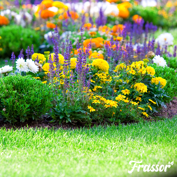 Helles Gartenbeet mit Salvia, Studentenblumen, Dahlien, kleinen Sträuchern und einer Rasenfläche. Frassor Logo.
