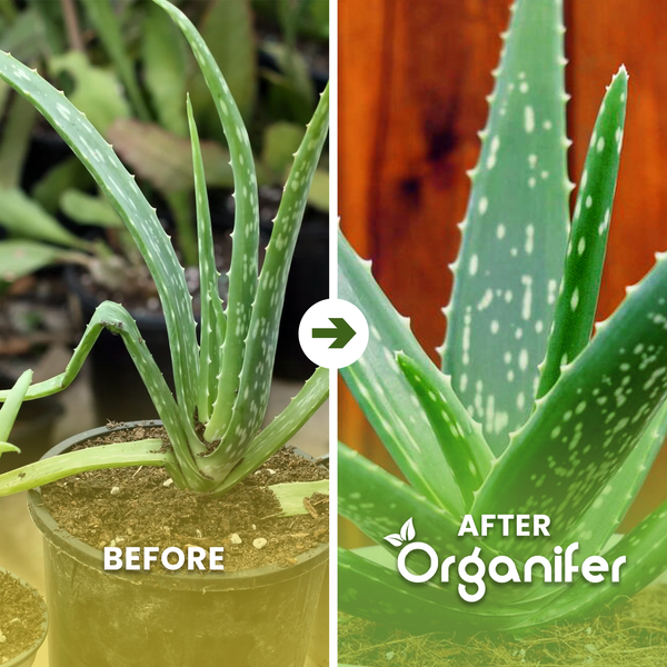 Geschnittene Aloe Vera Blätter mit sichtbarem Gel. Organifer Logo.