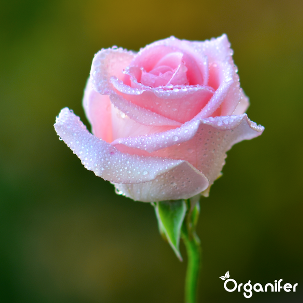 Rosa Rose mit Wassertropfen auf den Blütenblättern und Organifer Logo.