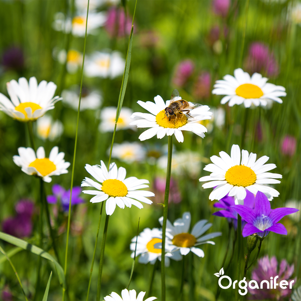 Wildblumenmischung - Biodiversität - 62 Arten (1 kg für 500 m2) - Organifer