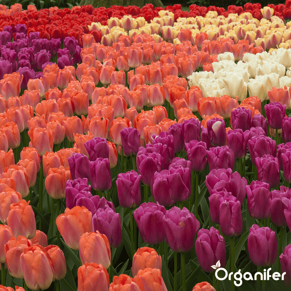 100 Tulpenzwiebeln - 5 farbenfrohe Sorten (XXL-Zwiebelgröße 12 cm/+) - Organifer