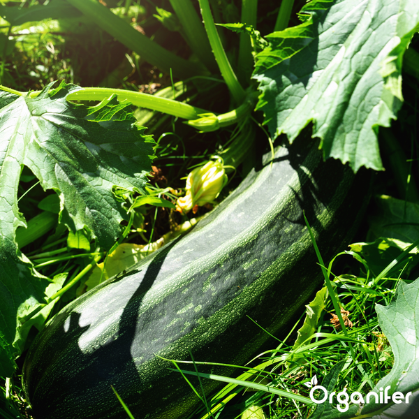Vorher-Nachher-Vergleich einer Pflanze: links mit gelblichen Blättern, rechts gesund, grün und blühend nach der Anwendung von Organifer.