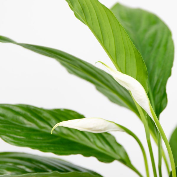 Bloomique - 2er Set - Spathiphyllum Torelli - Friedenslilie - Einblatt Zimmerpflanze - Zimmerpflanzen - Luftreinigend - Höhe 30-40 cm - Topf 12 cm