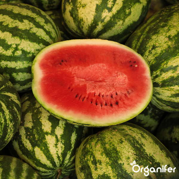 Wassermelonen mit rotem Fruchtfleisch und schwarzen Kernen, Organifer Logo