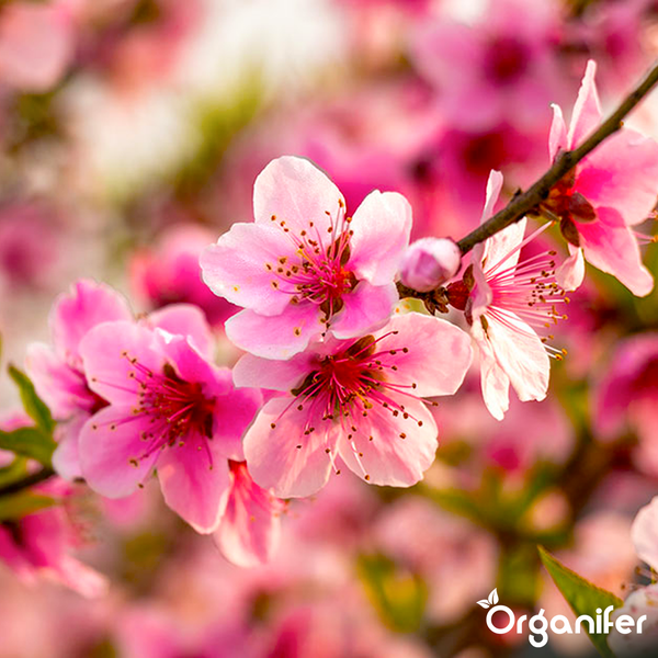 Blühender Zweig mit rosa Blüten, Organifer Logo
