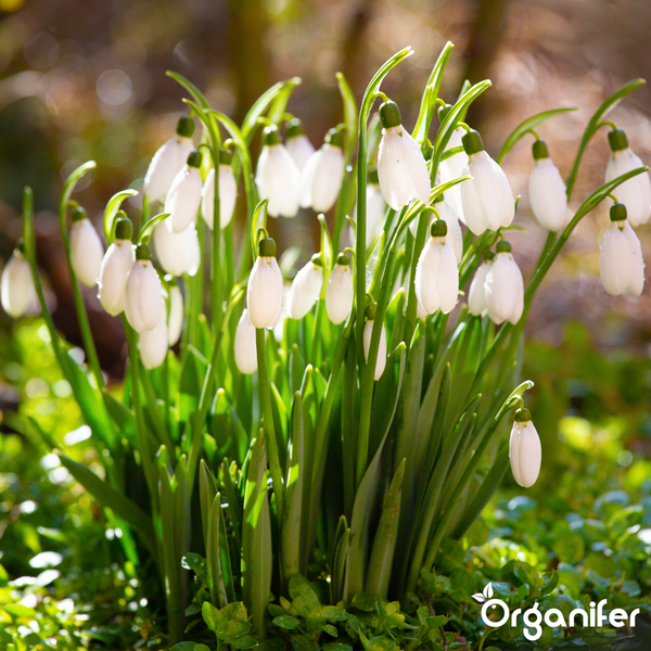 Blühende Schneeglöckchen mit weißen Blüten und grünen Blättern im Garten. Organifer Logo.