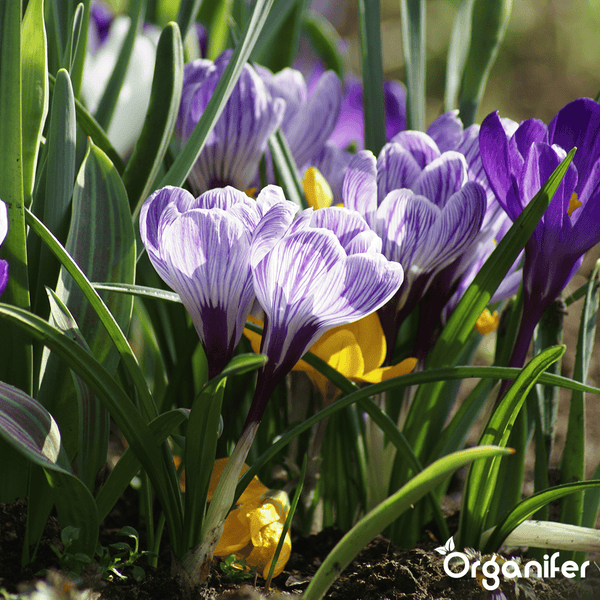 Holz-Bettrost mit Latten