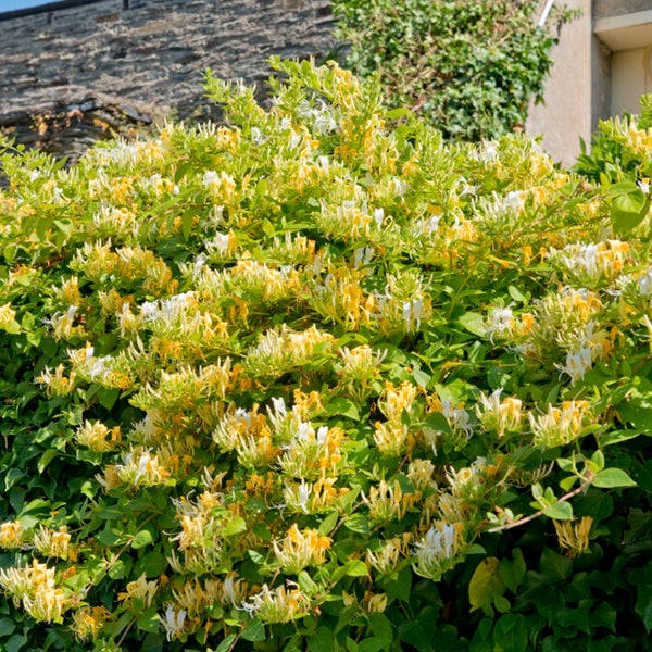 Bloomique - 2er-Set - Lonicera periclymenum - Wildes Geißblatt - Gelb - Kletterpflanzen - Gartenpflanzen - Winterhart - Topf 15 cm - 70-80 cm hoch