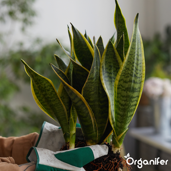 Bogenhanf Sansevieria mit Wurzeln in Gartenhandschuhen gehalten. Organifer Logo.