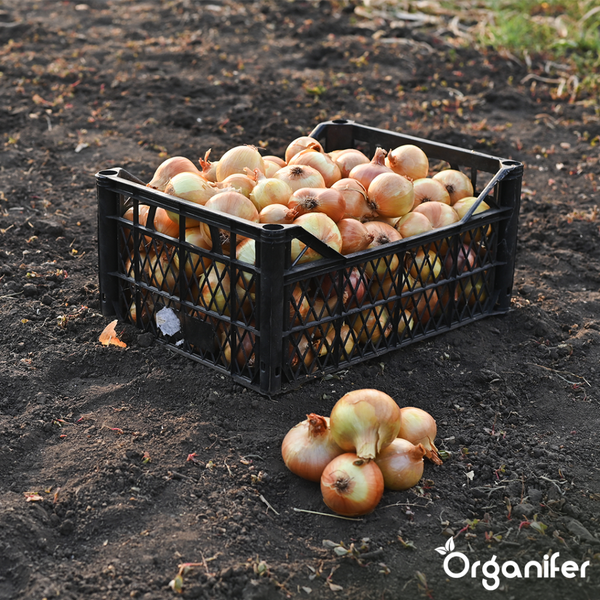 Zwei Wandstrahler mit schwenkbarem Lampenkopf