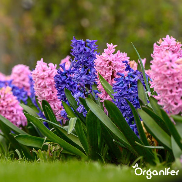Nahaufnahme von Hyazinthen im Gartenbeet