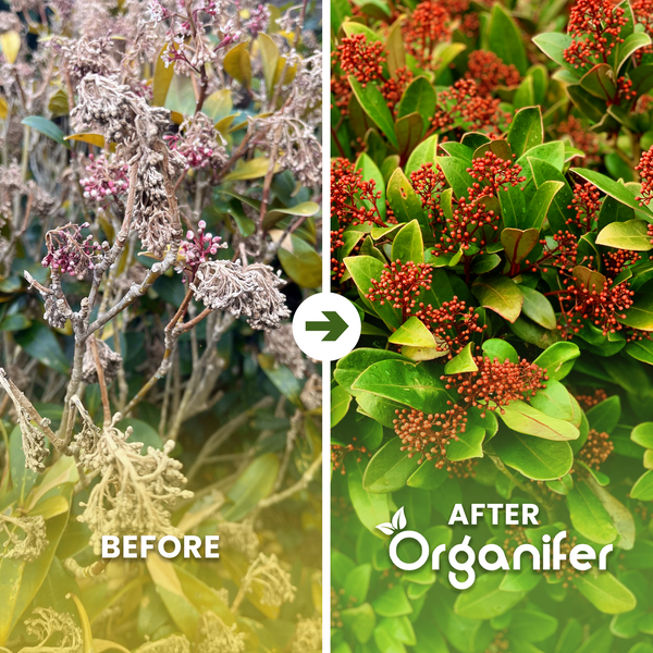 Skimmia-Pflanze vor und nach Organifer. Links verwelkte Blätter, rechts gesunde grüne Blätter und rote Knospen. Organifer Logo.