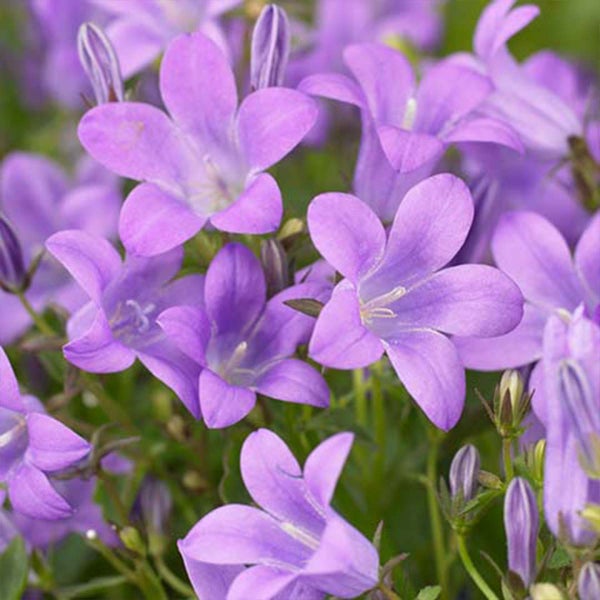 6x Campanula 'Ambella Lavender' - Glockenblume - Bodendecker - Winterherz – ⌀10,5 cm - ↕15-20 cm