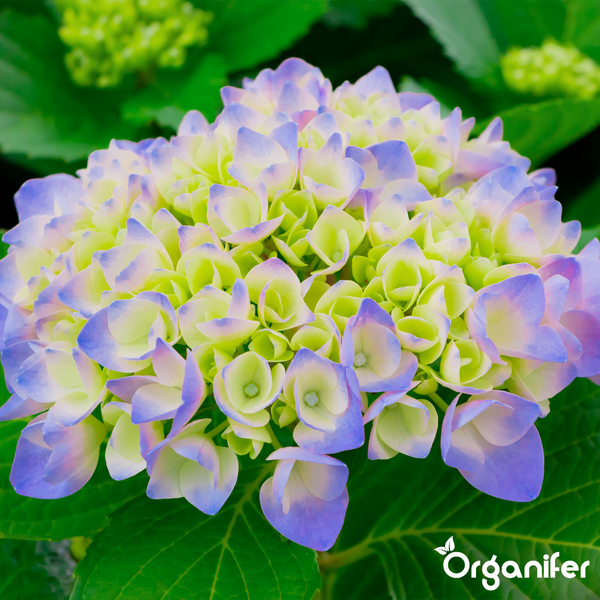 Nahaufnahme einer Hortensie mit blau-grünen Blüten und grünen Blättern. Organifer Logo.
