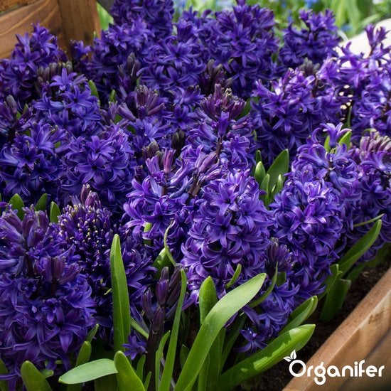 Hyazinthen in einem Blumenkasten