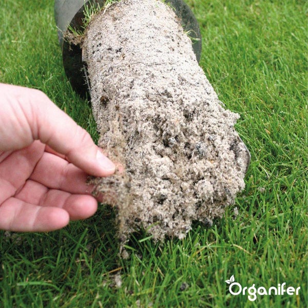 Hand untersucht eine Bodenprobe aus Sand und Erde auf einer Rasenfläche. Organifer Logo.