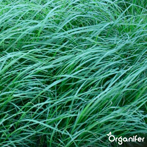 Nahaufnahme von dichtem, langem Gras mit Organifer Logo.