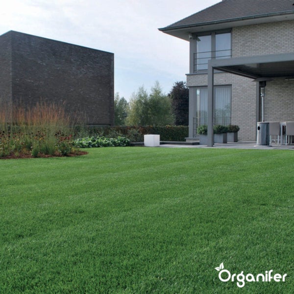 Moderner Garten mit großer, gepflegter Rasenfläche, Terrasse und zeitgemäßer Architektur. Organifer Logo.