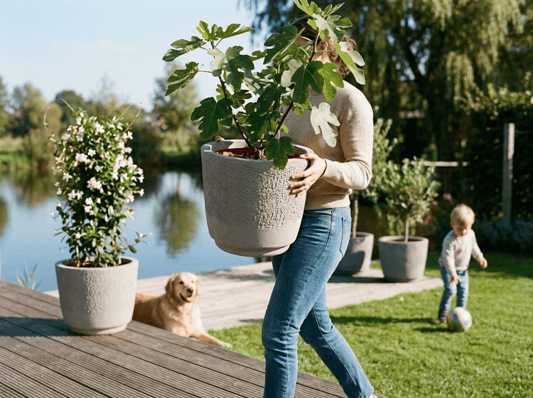 Eine Person trägt einen runden, strukturierten Pflanzkübel mit einem Feigenbaum auf einer Holzterrasse im Garten am Wasser.