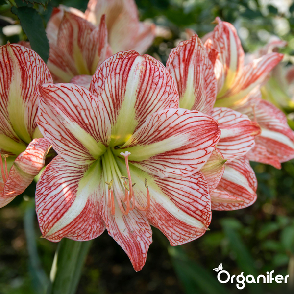 Amaryllis-Blüten mit roten Streifen und grünem Zentrum. Organifer Logo.
