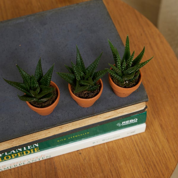 Bloomique – 3er-Mix – Mini-Sukkulenten – Sukkulenten – Zimmerpflanzen – sehr pflegeleicht – 5–10 cm hoch – Terrakotta-Topf 3,5 cm