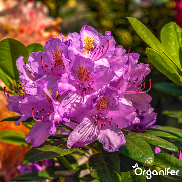 Blühender Rhododendron mit lilafarbenen Blüten, grünen Blättern und Organifer Logo.