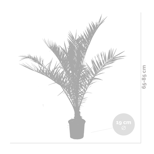 Bloomique - 2er Set - Phoenix Canariensis - Kanarische Dattelpalme - Palme - Balkonpflanzen Winterhart - Höhe 80-100 cm - Topf 19 cm