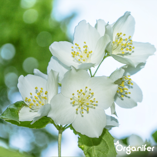 Weiße Jasminblüten mit gelben Staubgefäßen. Organifer Logo.