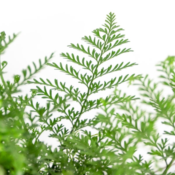 Asplenium Parvati – Curly Farn – Hängepflanze – Desodorierend – ⌀17 cm - ↕30-40 cm