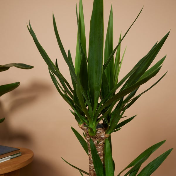 Bloomique - Yucca Elephantipes - Yucca Palme - Palmlilie - Zimmerpflanzen - Pflegeleicht - Luftreinigend - Höhe 80-100 cm - Topf 21 cm