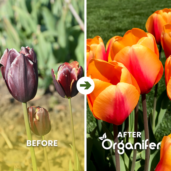 Vorher und Nachher Vergleich von Tulpen mit Organifer Blumendünger zur Förderung der Blüte im Garten.