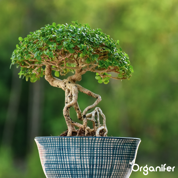 Drei Flaschen Organifer Bonsai-Dünger, organisches Flüssigdüngerkonzentrat, insgesamt drei Liter, ergibt dreitausend Liter Düngerlösung.