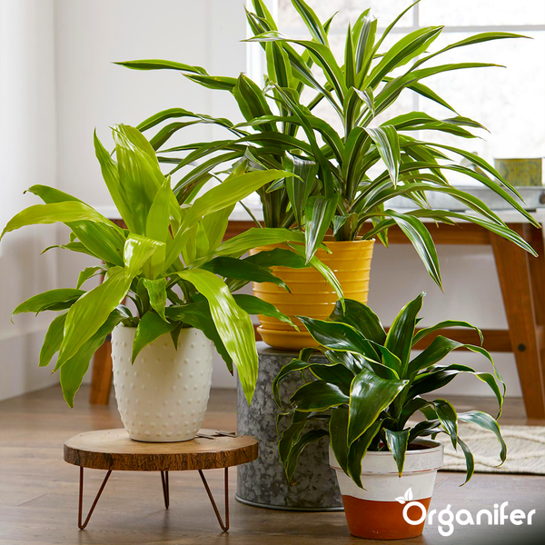 Zimmerpflanzen Flüssigdünger 5x1L – 2-1-8 NPK – Flüssig-Pflanzendünger für Zimmerpflanzen, Ficus, Farne & Palmen – Organifer