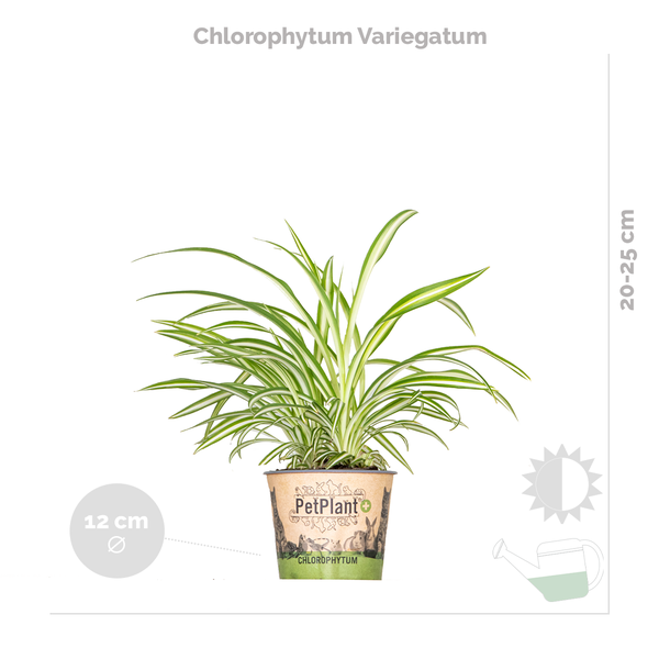 3x Zimmerpflanzen-Mix - Coffea - Dracaena - Chlorophytum - Luftreinigend - ⌀12 cm - 25-35 cm