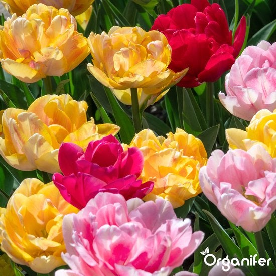 Nahaufnahme einer Ansammlung von Tulpen