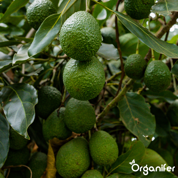 An einem Baum wachsende Avocados mit grünen Blättern und strukturierter Schale. Organifer Logo.
