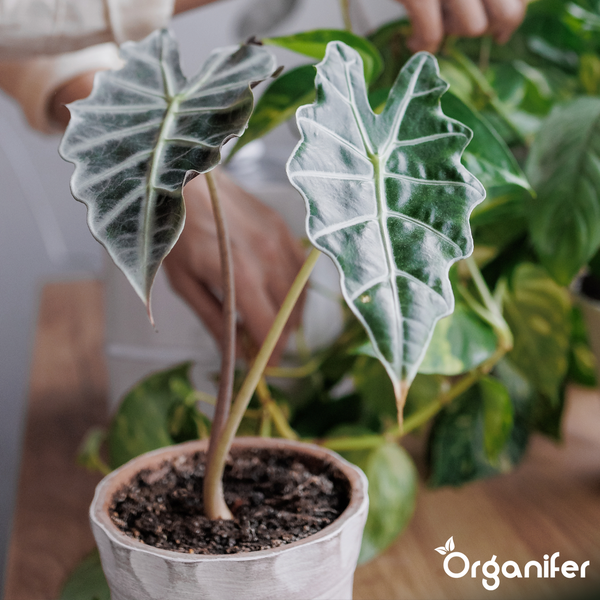 Alocasia Polly Zimmerpflanze in einem weißen Topf, im Hintergrund eine Person bei der Pflanzenpflege. Organifer Logo.