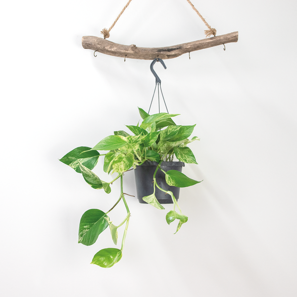 Scindapsus Marble Queen – Dragon Ivy – Hängepflanze – ⌀17 cm - ↕35-45 cm
