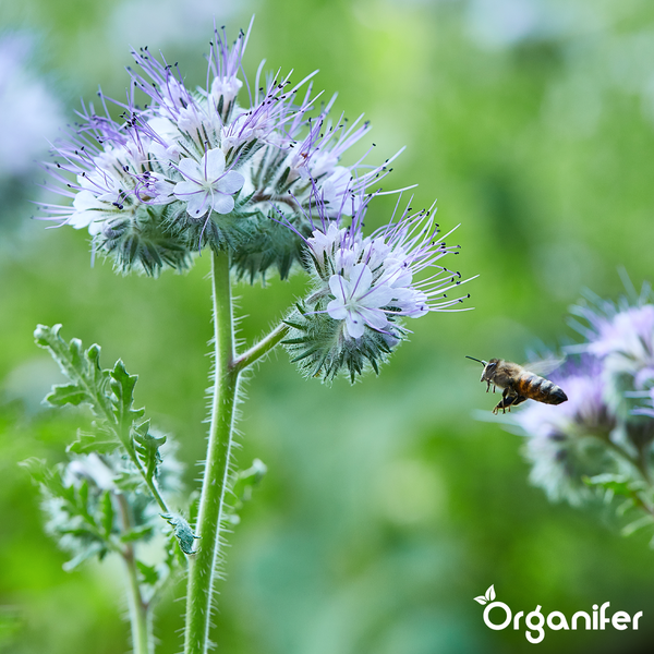 Phacelia-Pflanze mit einer Honigbiene im Flug. Organifer Logo.
