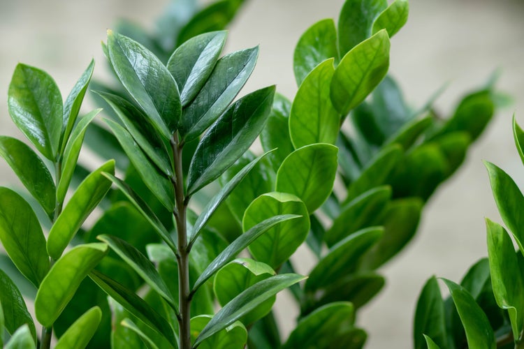 Smaragdpalme jeweils | Zamioculcas - Zimmerpflanze im Kinderzimmertopf ⌀17 cm - ↕60 cm