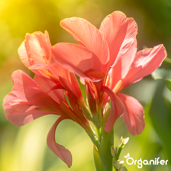 Nahaufnahme einer Canna-Lilie mit lachsfarbenen Blütenblättern auf grünem Stängel, Organifer Logo.
