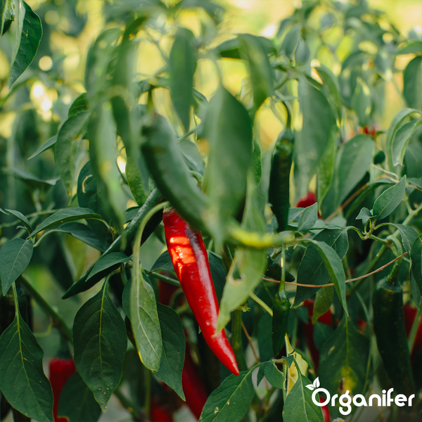Chilipflanze mit roten und grünen Chilischoten zwischen grünen Blättern, Organifer Logo.